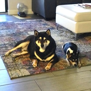 Fundraising Page: Alexandra Sylvia